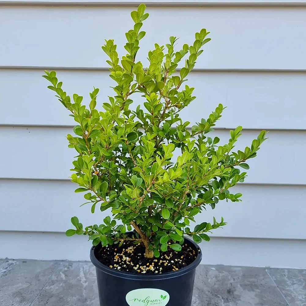 Buxus Sempervirens (Cimisir), gard viu mic vesnic verde - Image 18