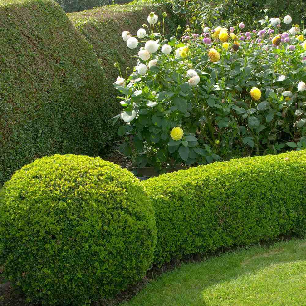 Buxus Sempervirens (Cimisir), gard viu mic vesnic verde - Image 20