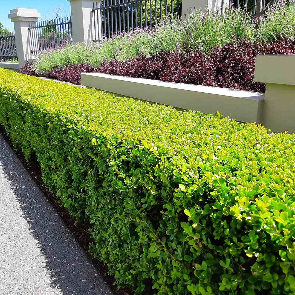 Buxus Sempervirens (Cimisir), gard viu mic vesnic verde - Image 21