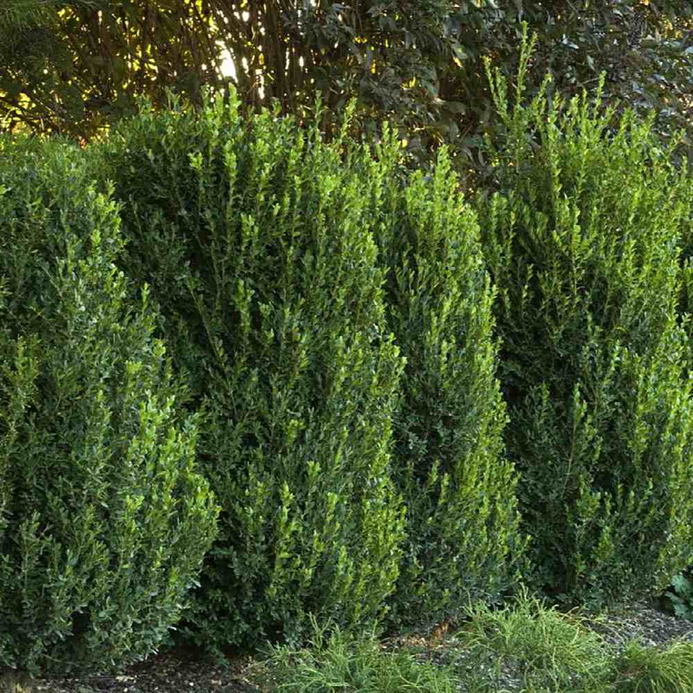 Buxus Sempervirens (Cimisir), gard viu mic vesnic verde - Image 23