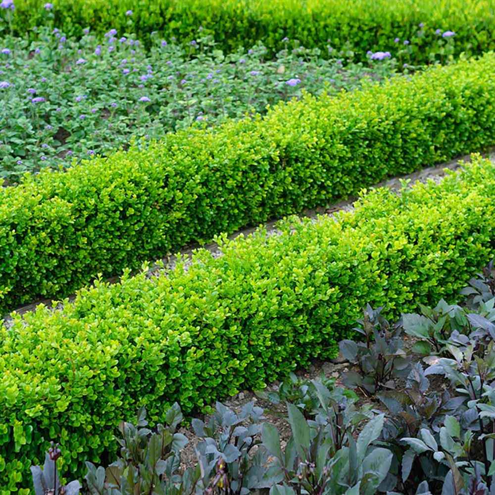 Buxus Sempervirens (Cimisir), gard viu mic vesnic verde - Image 24