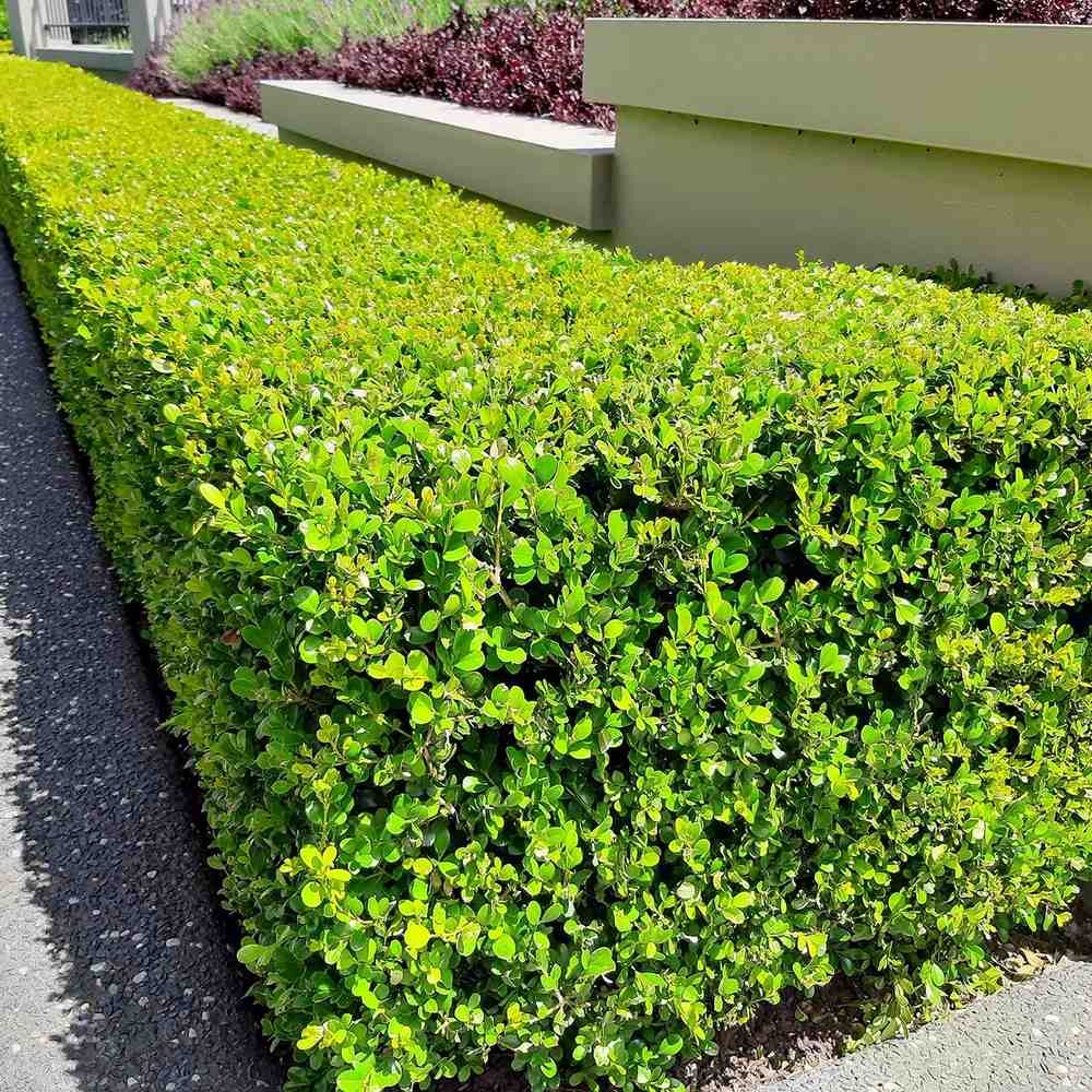 Buxus Sempervirens (Cimisir), gard viu mic vesnic verde - Image 3