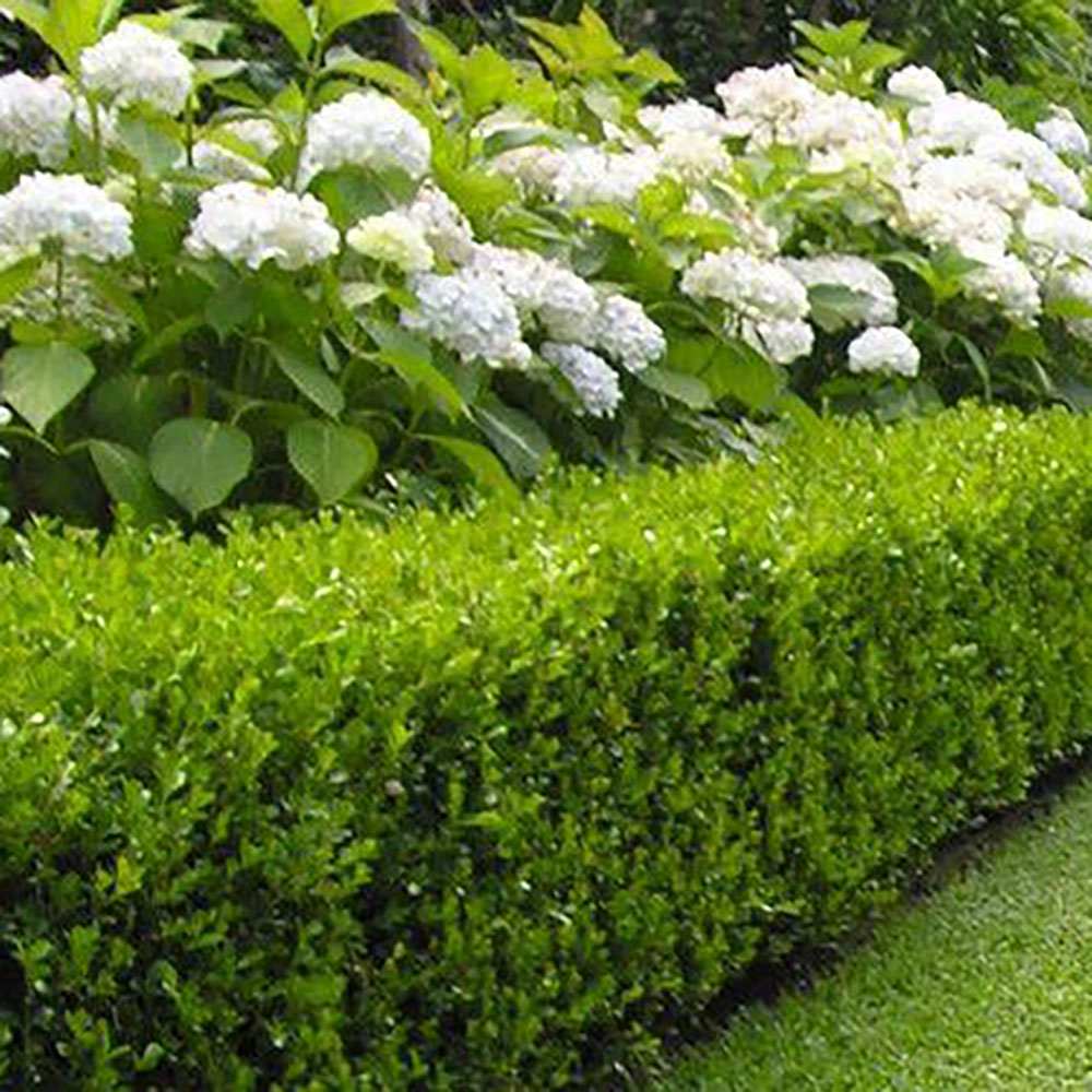 Buxus Sempervirens (Cimisir), gard viu mic vesnic verde - Image 4