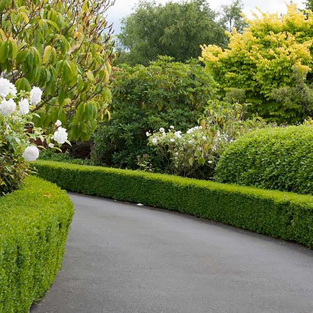 Buxus Sempervirens (Cimisir), gard viu mic vesnic verde - Image 5