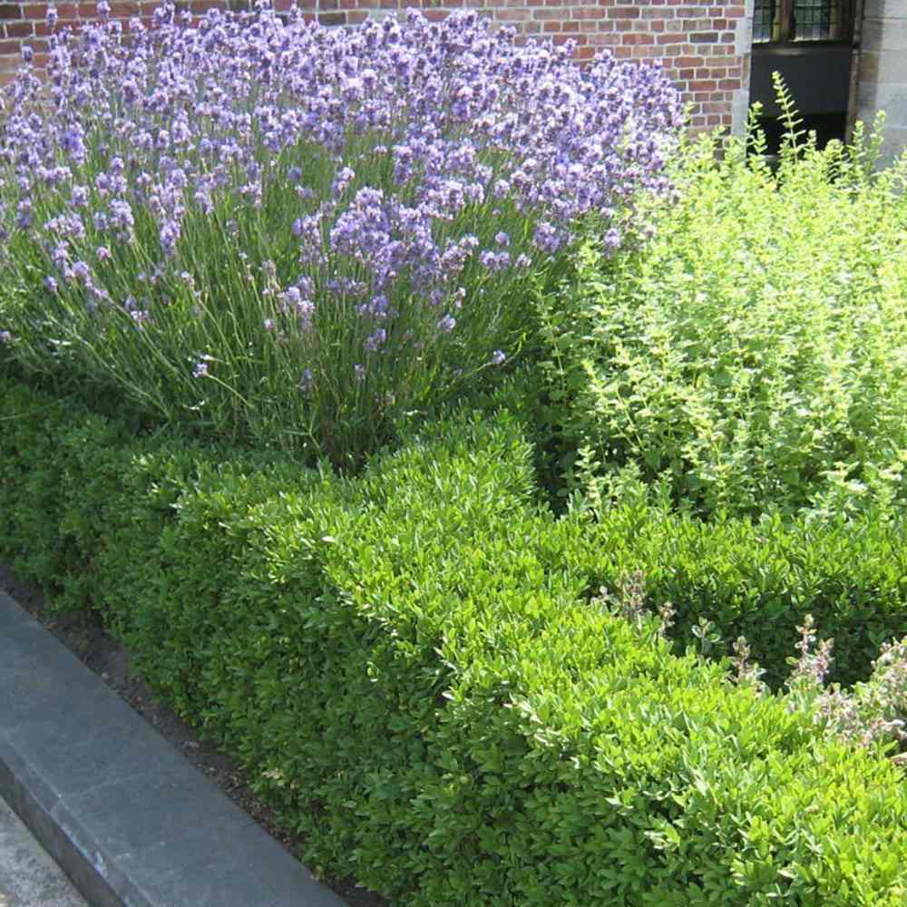 Buxus Sempervirens (Cimisir), gard viu mic vesnic verde - Image 6