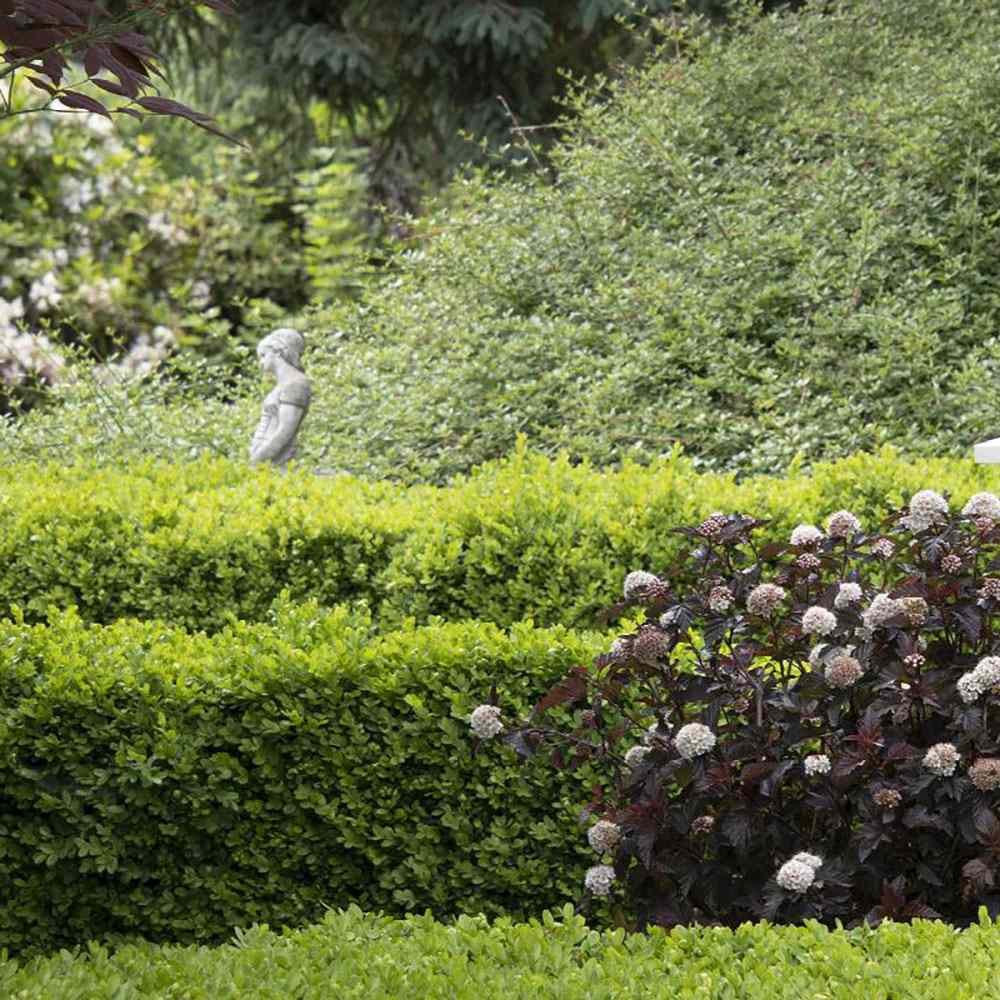 Buxus Sempervirens (Cimisir), gard viu mic vesnic verde - Image 7