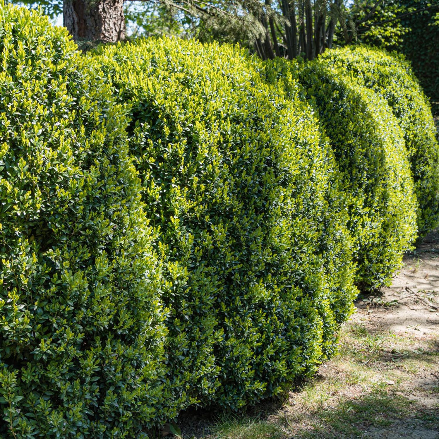 Buxus Sempervirens (Cimisir), gard viu mic vesnic verde - Image 9