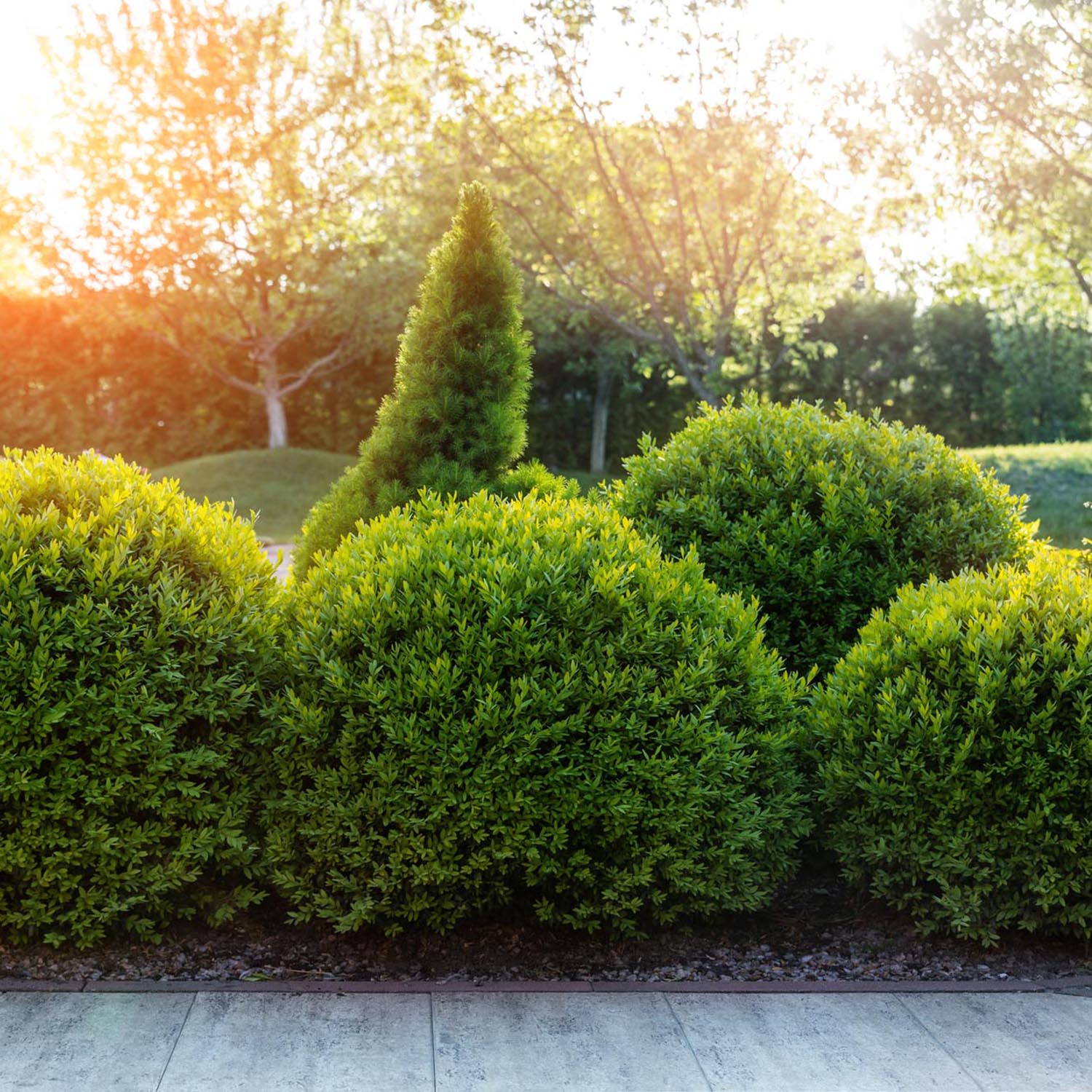 Buxus Sempervirens Sferic (Cimisir), forma globulara, vesnic verde, aspect elegant pentru gradina - Image 10
