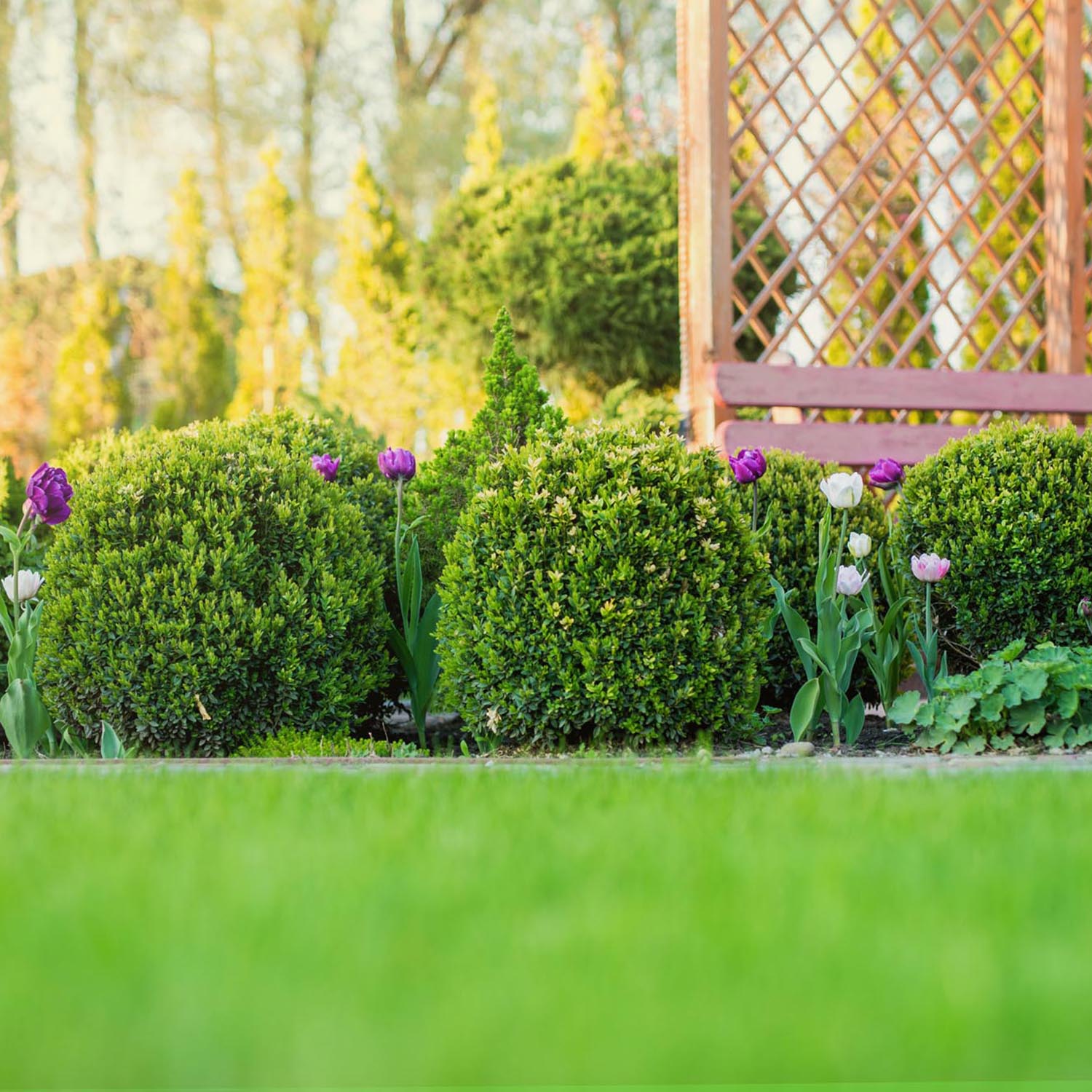 Buxus Sempervirens Sferic (Cimisir), forma globulara, vesnic verde, aspect elegant pentru gradina - Image 12