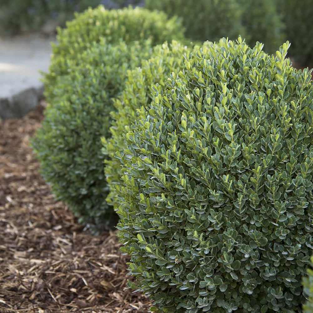 Buxus Sempervirens Sferic (Cimisir), forma globulara, vesnic verde, aspect elegant pentru gradina - Image 13
