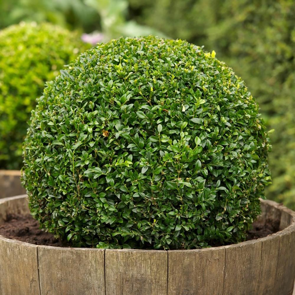 Buxus Sempervirens Sferic (Cimisir), forma globulara, vesnic verde, aspect elegant pentru gradina - Image 14