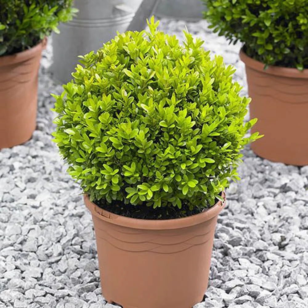 Buxus Sempervirens Sferic (Cimisir), forma globulara, vesnic verde, aspect elegant pentru gradina - Image 15
