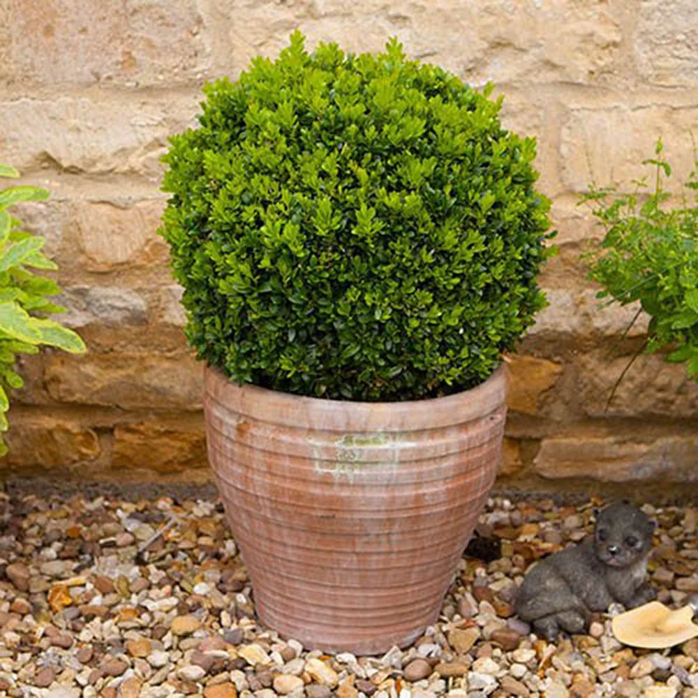 Buxus Sempervirens Sferic (Cimisir), forma globulara, vesnic verde, aspect elegant pentru gradina - Image 16