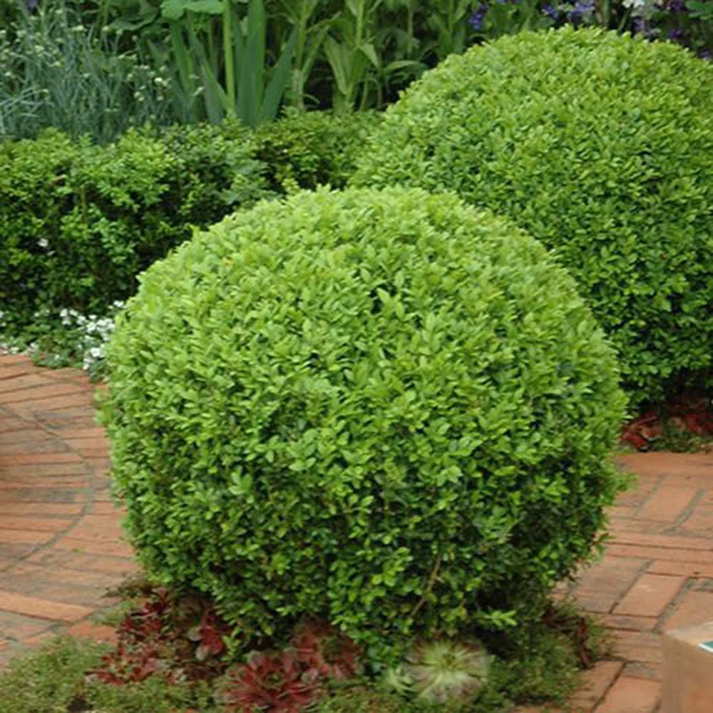 Buxus Sempervirens Sferic (Cimisir), forma globulara, vesnic verde, aspect elegant pentru gradina - Image 17