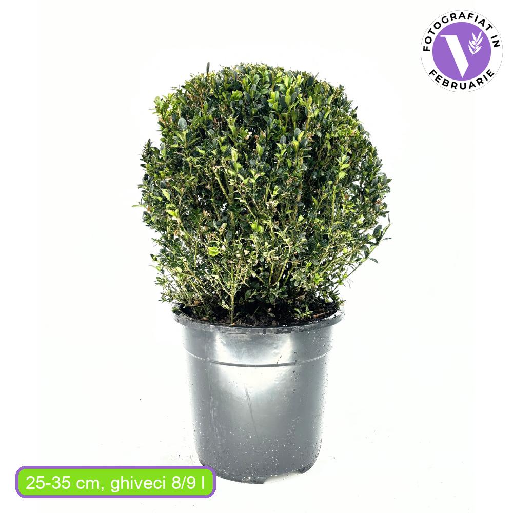 Buxus Sempervirens Sferic (Cimisir), forma globulara, vesnic verde, aspect elegant pentru gradina - Image 20
