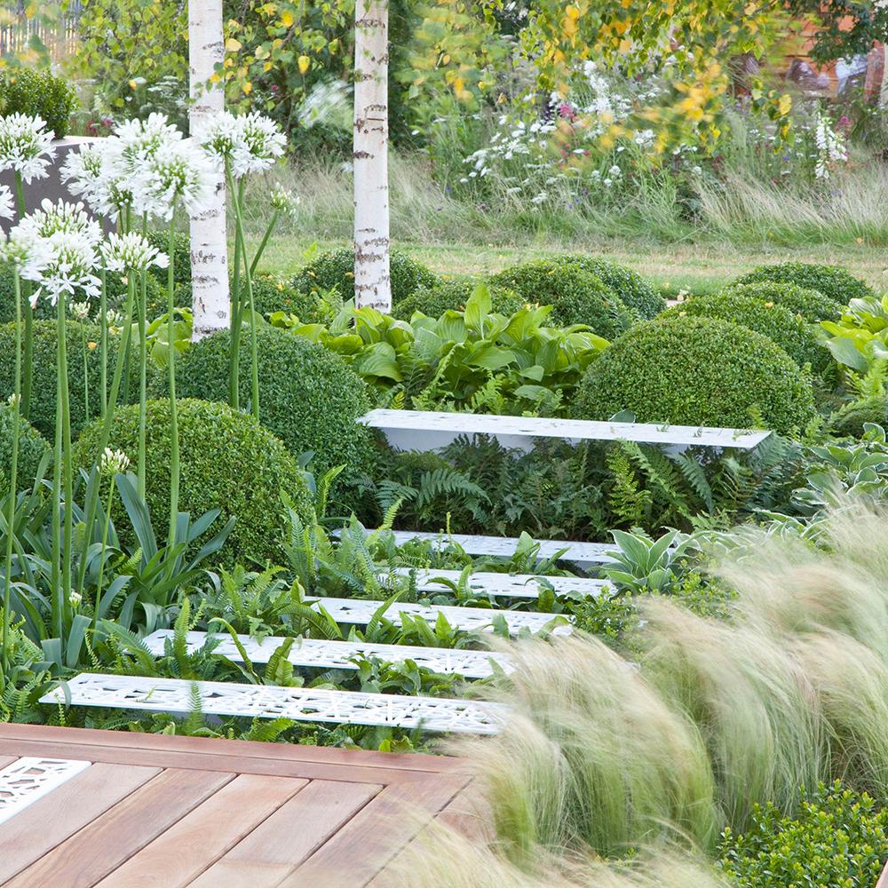 Buxus Sempervirens Sferic (Cimisir), forma globulara, vesnic verde, aspect elegant pentru gradina - Image 3