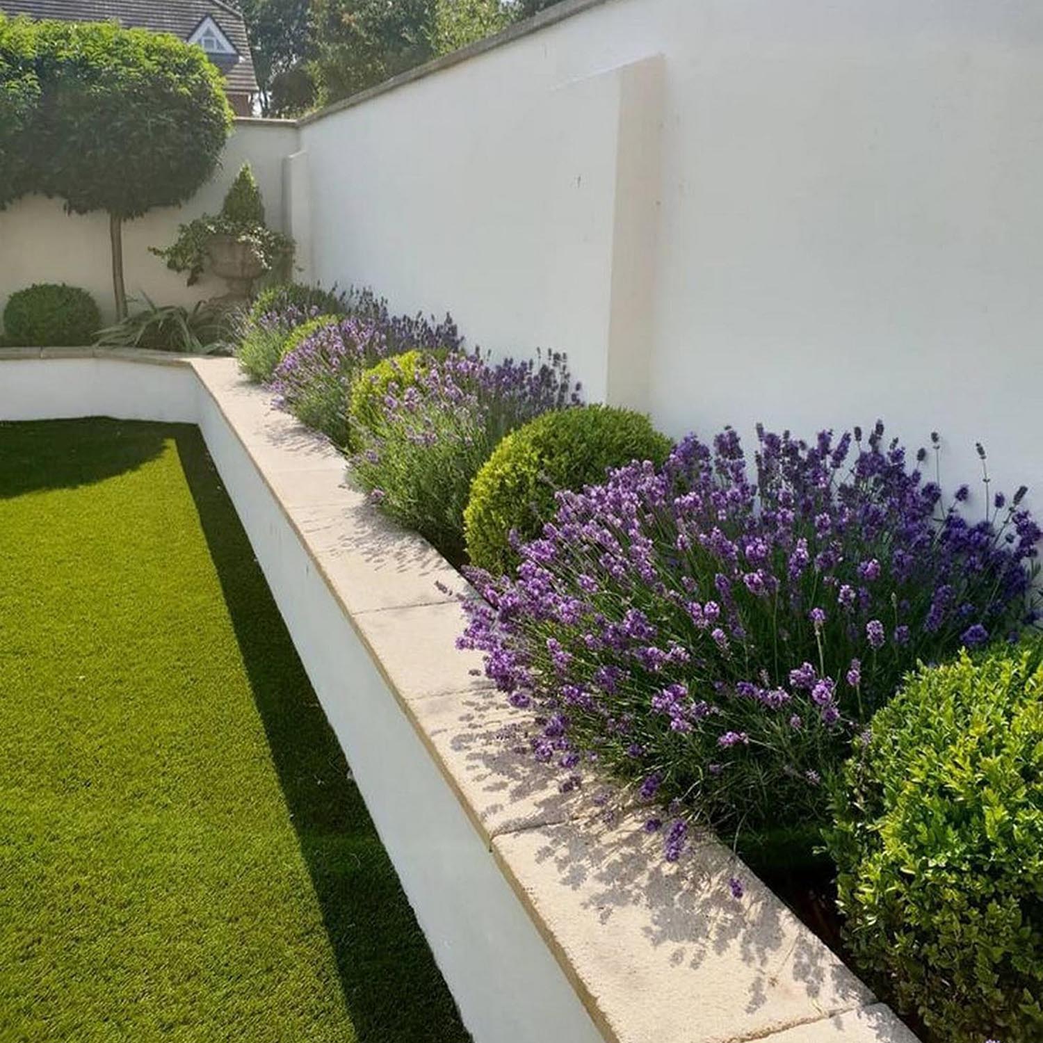 Buxus Sempervirens Sferic (Cimisir), forma globulara, vesnic verde, aspect elegant pentru gradina - Image 4