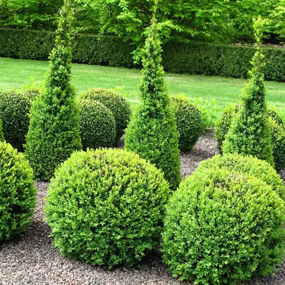 Buxus Sempervirens Sferic (Cimisir), forma globulara, vesnic verde, aspect elegant pentru gradina - Image 6