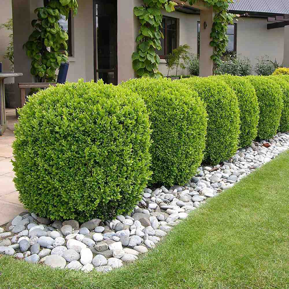 Buxus Sempervirens Sferic (Cimisir), forma globulara, vesnic verde, aspect elegant pentru gradina - Image 7