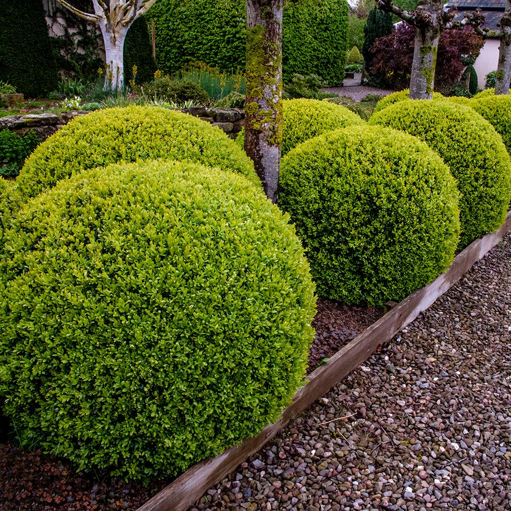 Buxus Sempervirens Sferic (Cimisir), forma globulara, vesnic verde, aspect elegant pentru gradina - Image 9