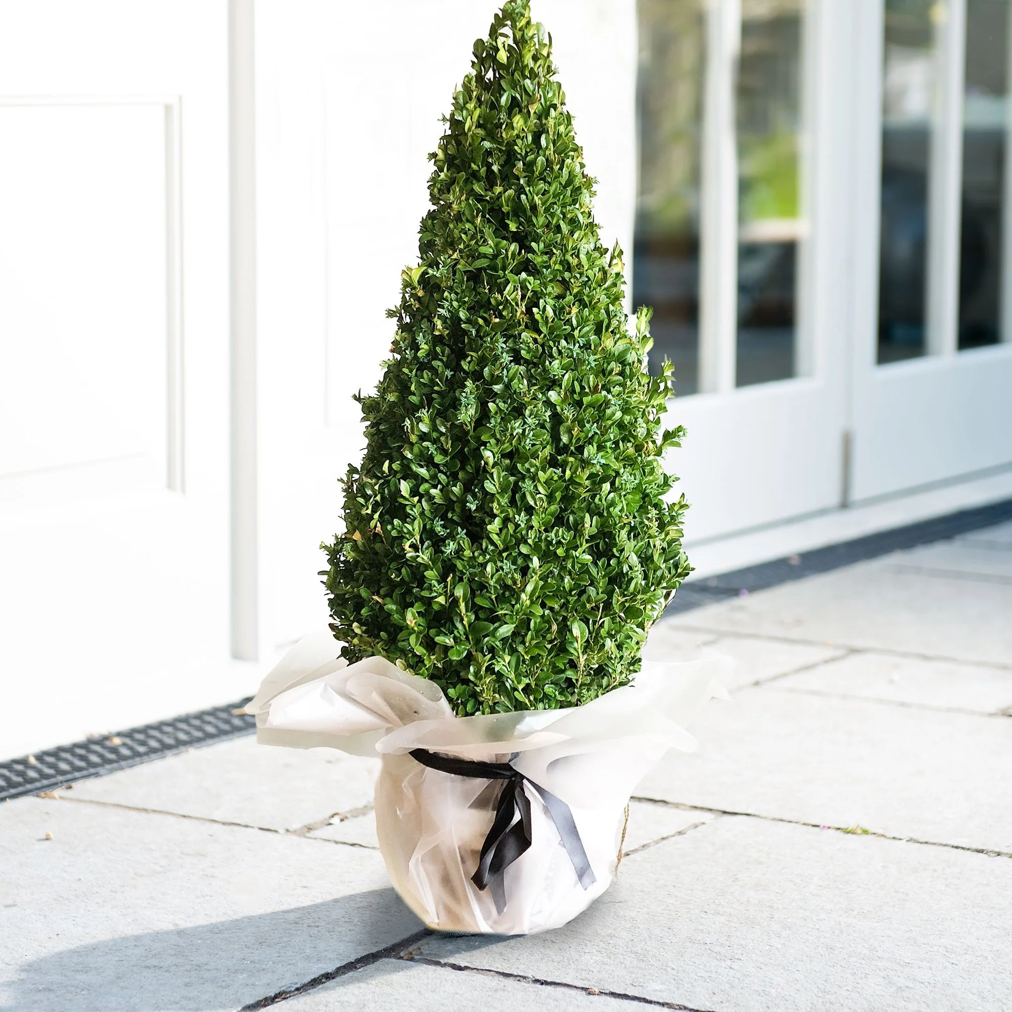 Buxus Sempervirens (Cimisir) Piramida - Image 4