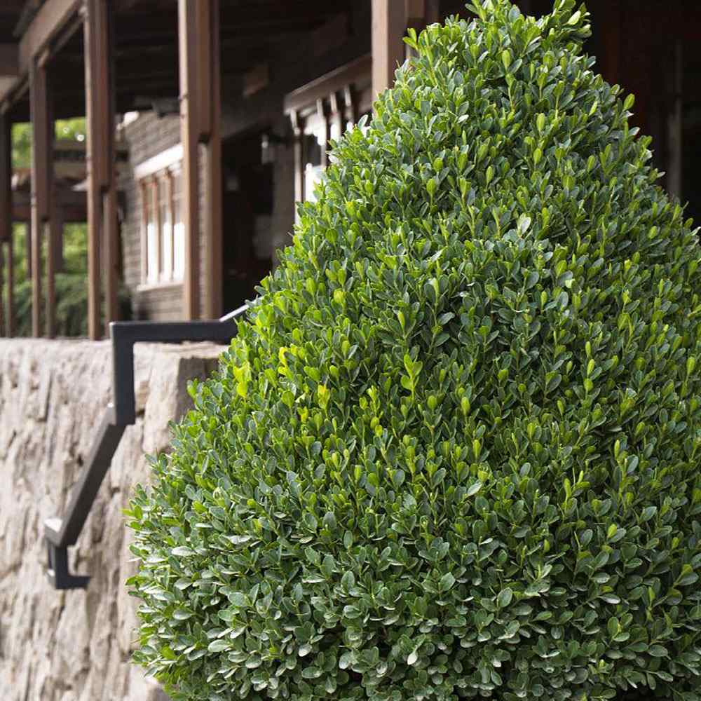 Buxus Sempervirens (Cimisir) Piramida - Image 6