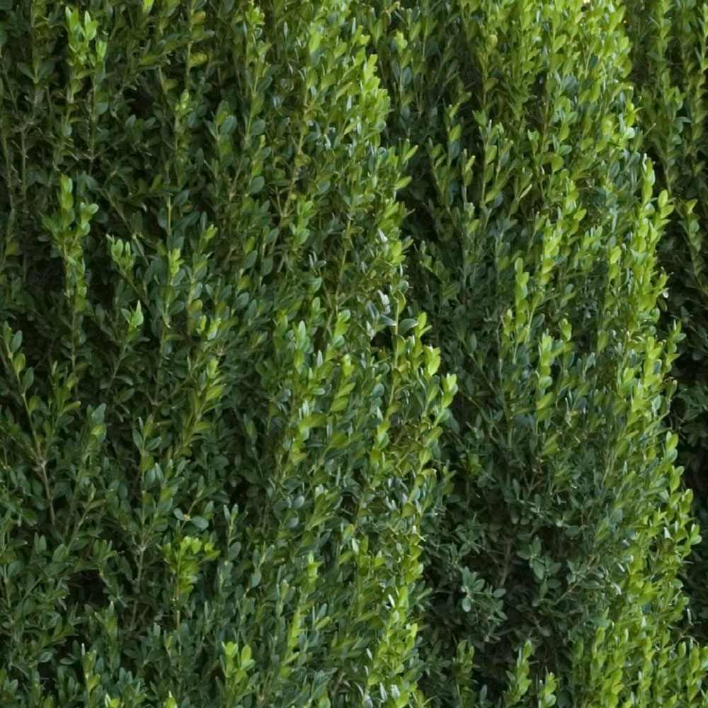 Buxus Sempervirens (Cimisir) Piramida - Image 7