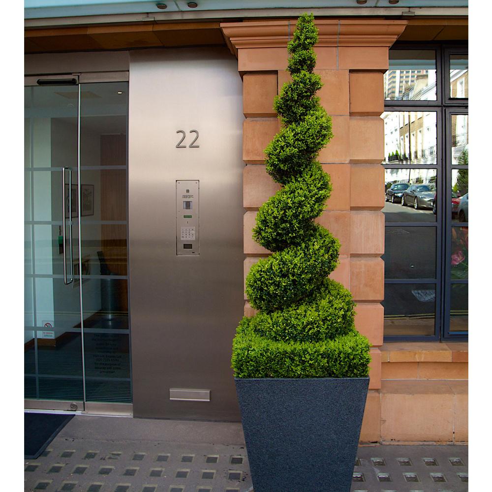Buxus Sempervirens (Cimisir) Spiral - Image 3