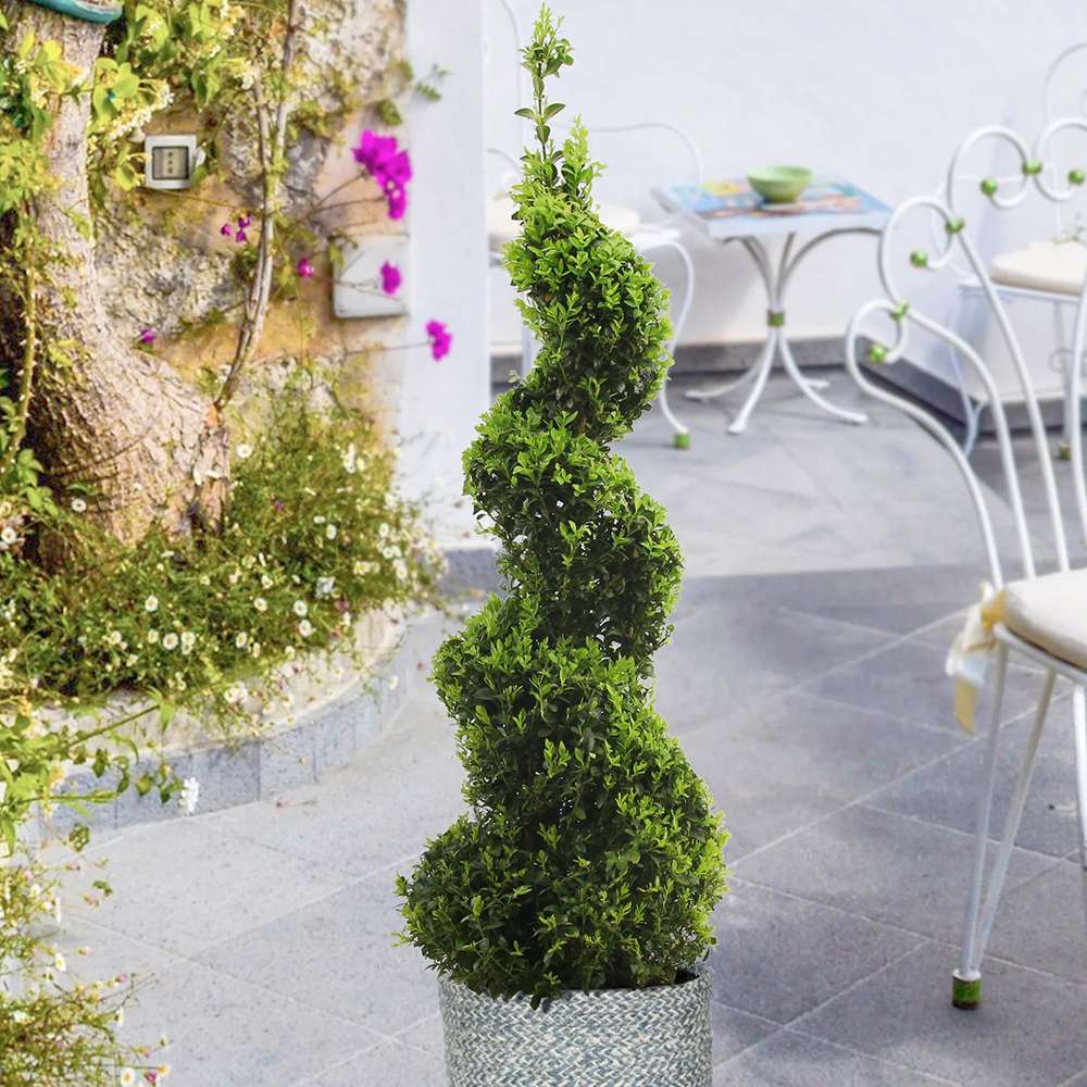 Buxus Sempervirens (Cimisir) Spiral - Image 4