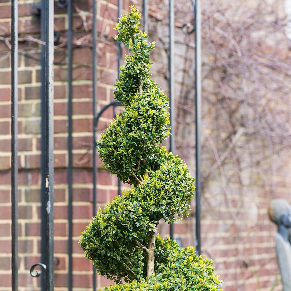 Buxus Sempervirens (Cimisir) Spiral - Image 5
