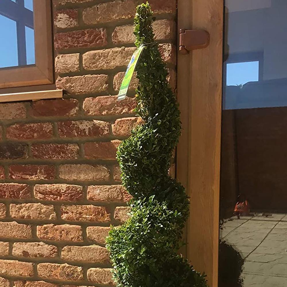 Buxus Sempervirens (Cimisir) Spiral - Image 6