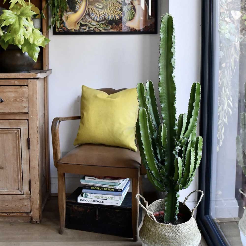 Cactus Candelabru African Abyssinica, planta de interior exotica, suculenta, cu forma arhitecturala si intretinere usoara - 100/110 cm - Image 6