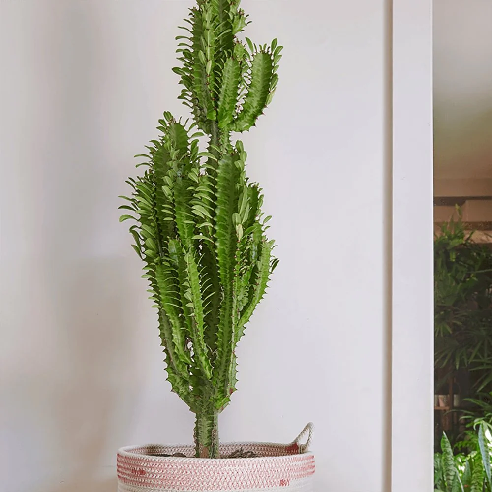 Cactus Candelabru African Abyssinica, planta de interior exotica, suculenta, cu forma arhitecturala si intretinere usoara - 100/110 cm - Image 7