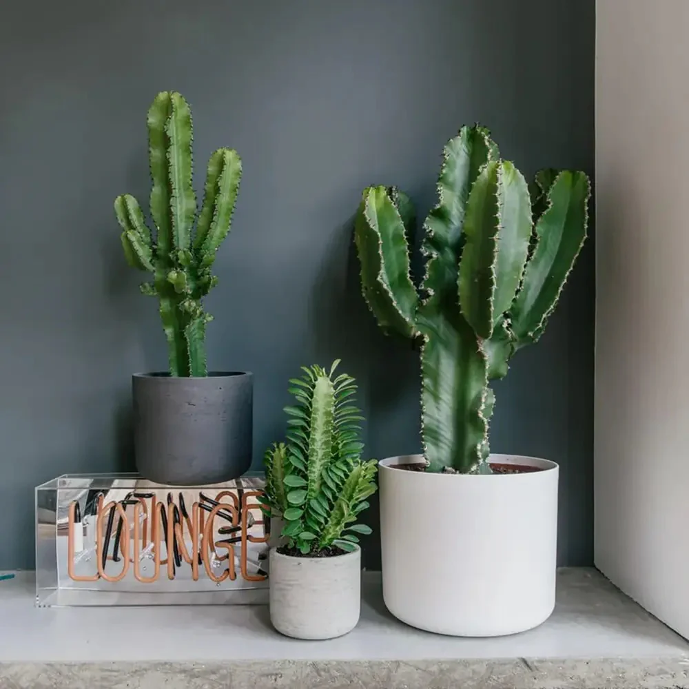 Cactus Candelabru African Trigona, tulpini verzi, aspect sculptural, fara spini, usor de ingrijit - 80 cm - Image 4