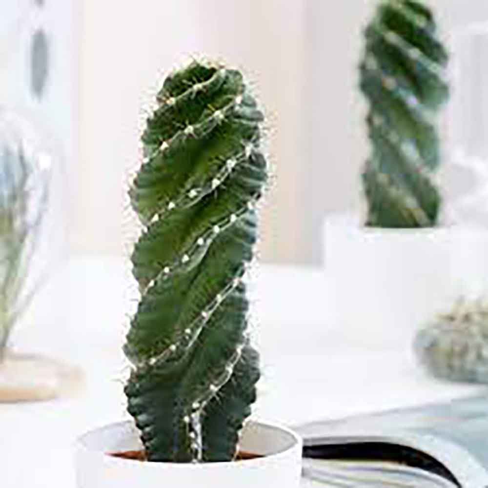 Cactus Tirbuson (Cereus Spirales), 35 cm, cactus spectaculos cu tulpina spiralata, un accent exotic si modern - Image 3