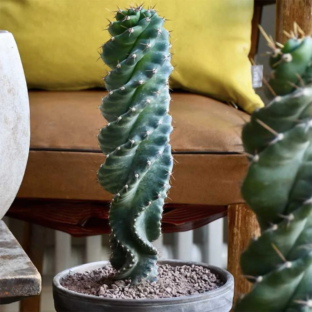 Cactus Tirbuson (Cereus Spirales), 35 cm, cactus spectaculos cu tulpina spiralata, un accent exotic si modern - Image 4