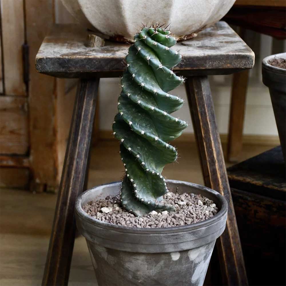 Cactus Tirbuson (Cereus Spirales), 35 cm, cactus spectaculos cu tulpina spiralata, un accent exotic si modern - Image 5
