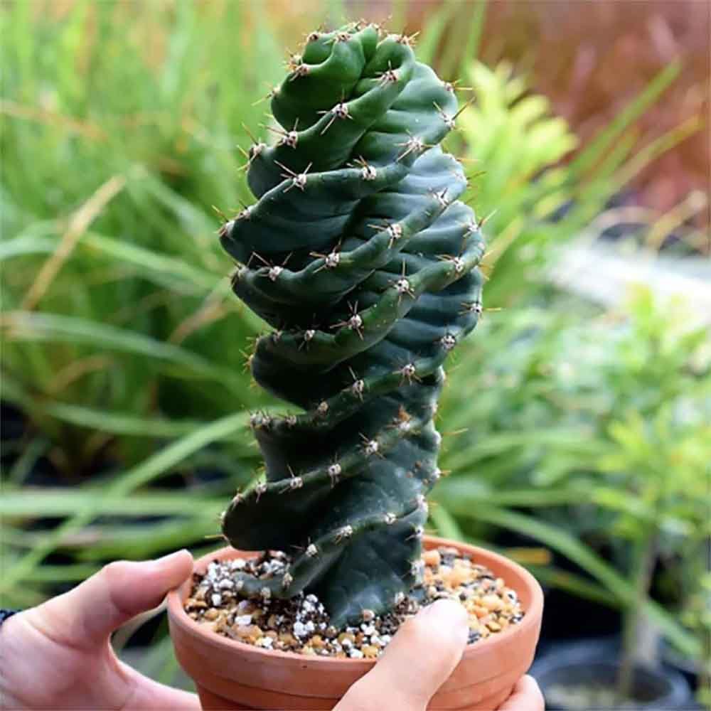 Cactus Tirbuson (Cereus Spirales), 35 cm, cactus spectaculos cu tulpina spiralata, un accent exotic si modern - Image 6