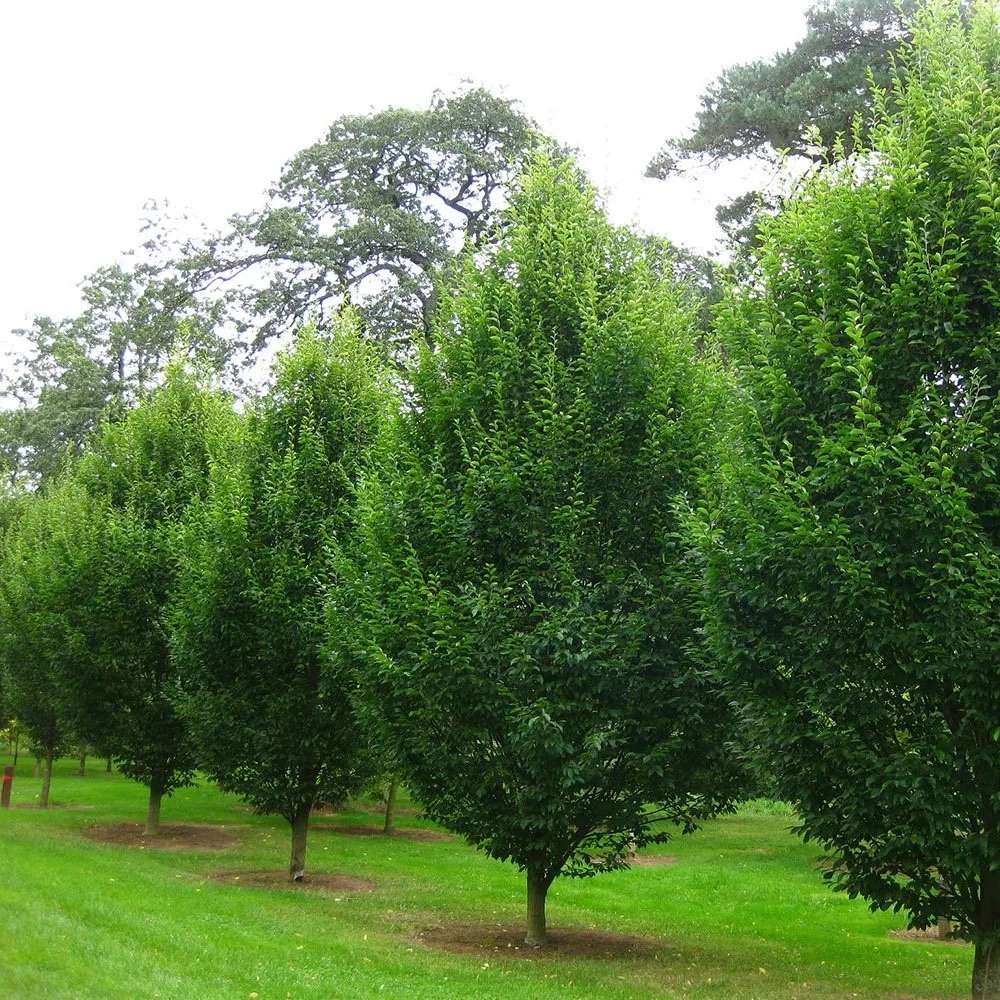Carpen Piramidal (Carpinus Betulus Fastigiata), copac decorativ ingust, rezistent la frig, crestere moderata - Image 3