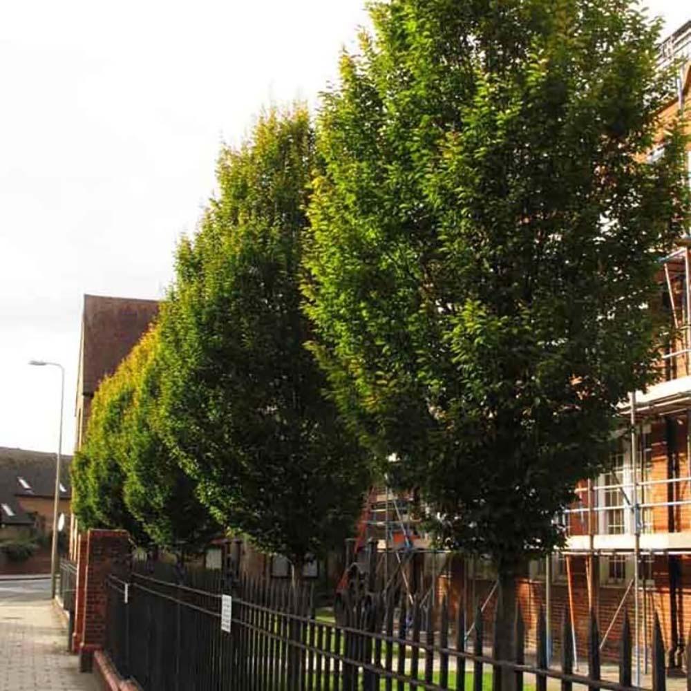 Carpen Piramidal (Carpinus Betulus Fastigiata), copac decorativ ingust, rezistent la frig, crestere moderata - Image 4