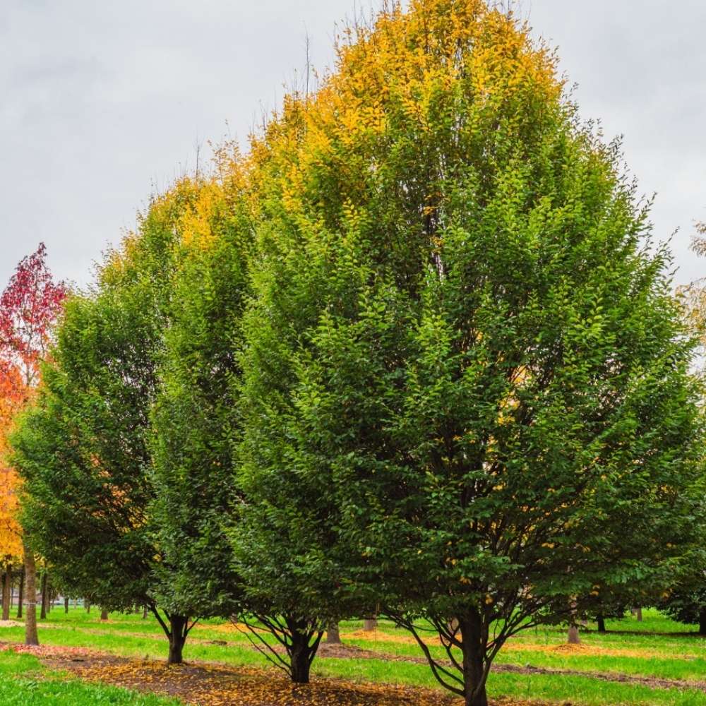 Carpen Piramidal (Carpinus Betulus Fastigiata), copac decorativ ingust, rezistent la frig, crestere moderata - Image 5