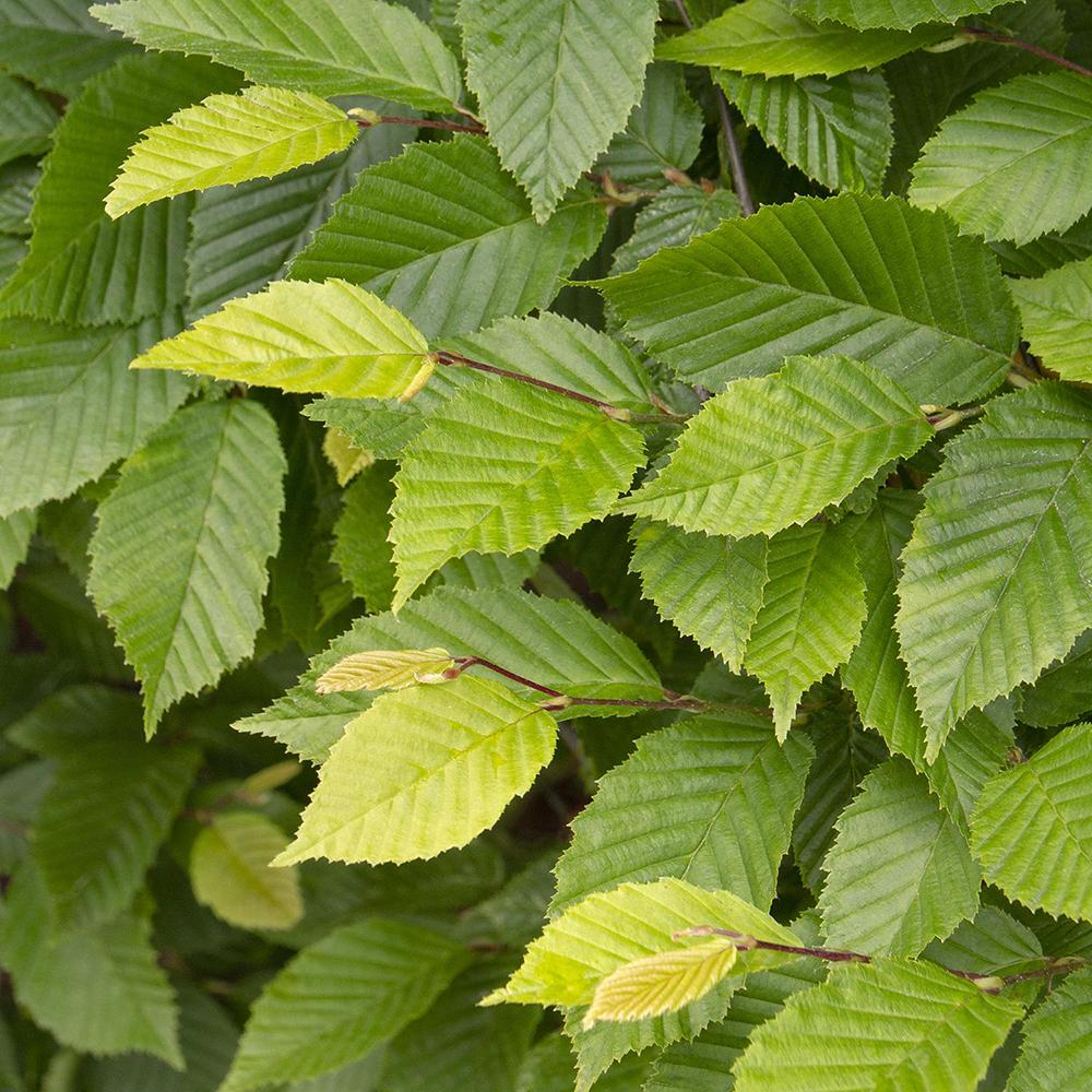 Carpen Piramidal (Carpinus Betulus Fastigiata), copac decorativ ingust, rezistent la frig, crestere moderata - Image 8
