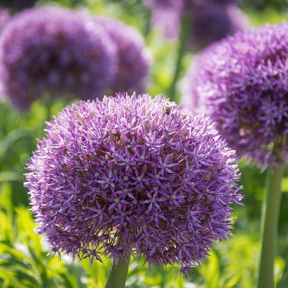 Ceapa Ornamentala (Allium) Globemaster, cu flori mov sferice - Image 10