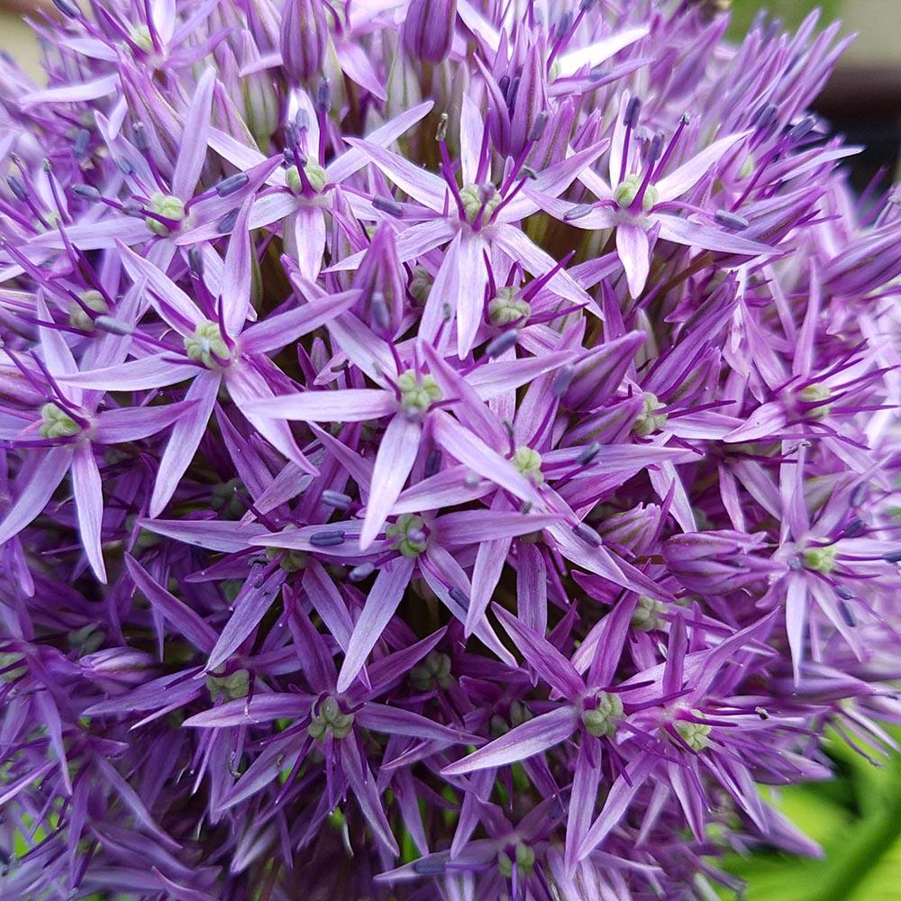 Ceapa Ornamentala (Allium) Globemaster, cu flori mov sferice - Image 11