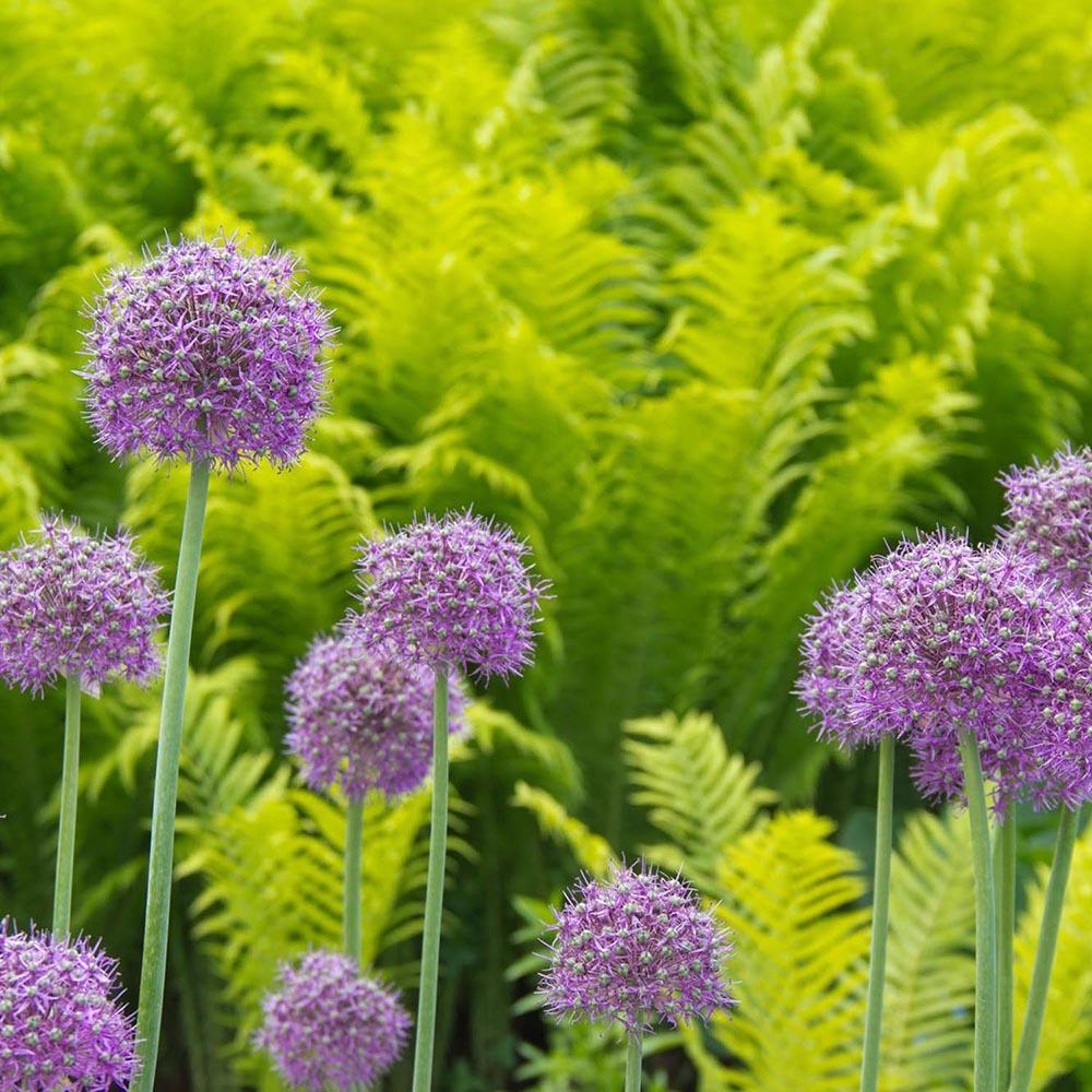 Ceapa Ornamentala (Allium) Globemaster, cu flori mov sferice - Image 3