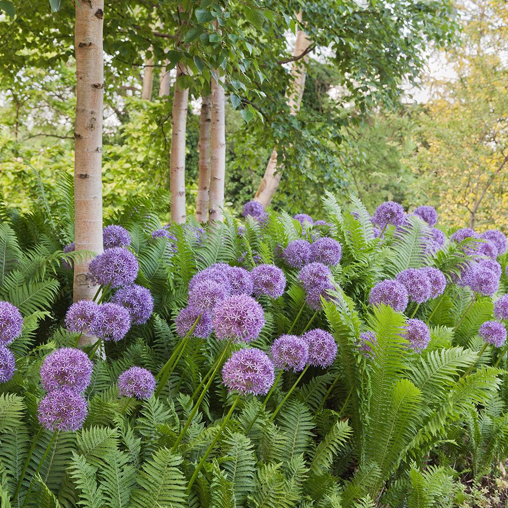 Ceapa Ornamentala (Allium) Globemaster, cu flori mov sferice - Image 6