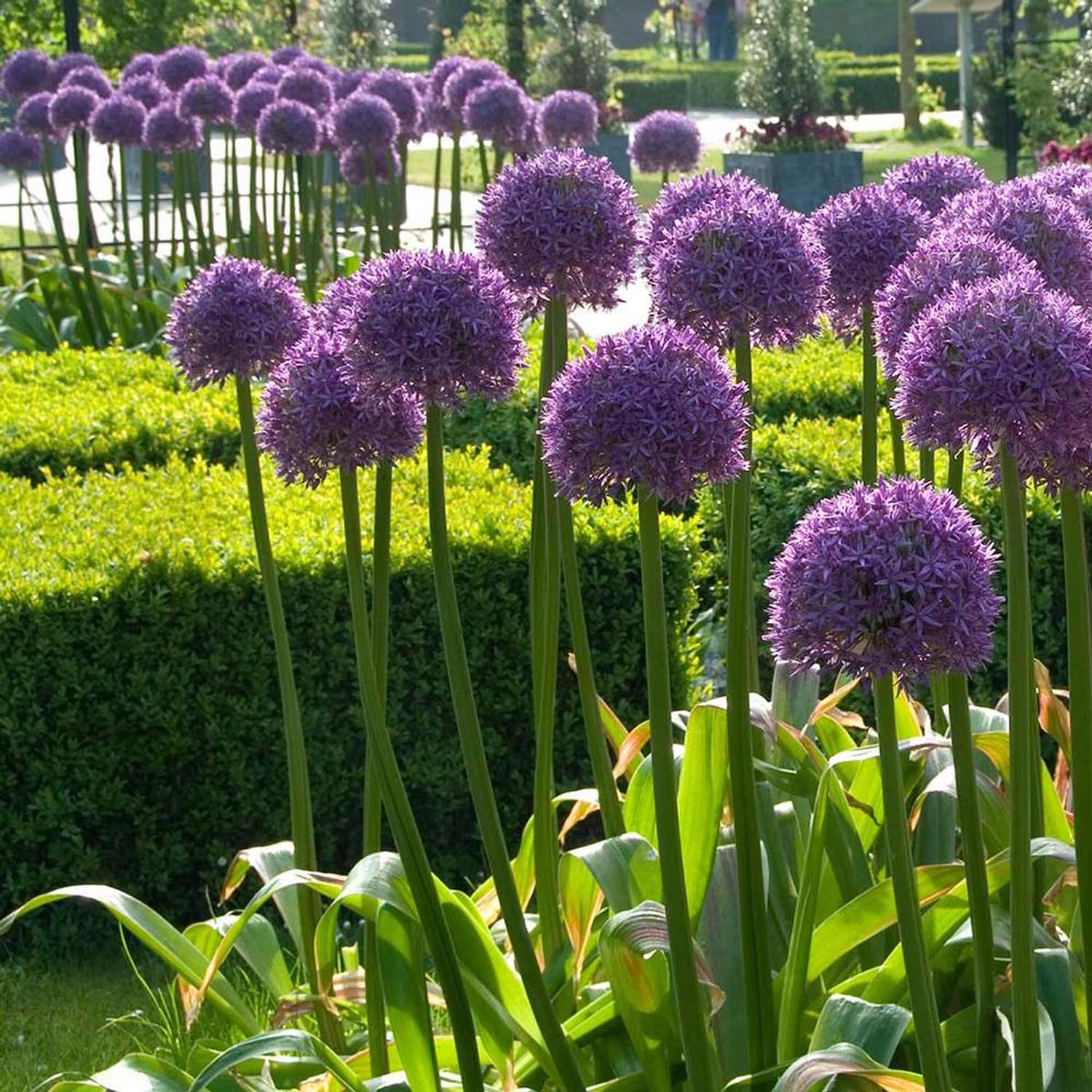 Ceapa Ornamentala (Allium) Globemaster, cu flori mov sferice - Image 7