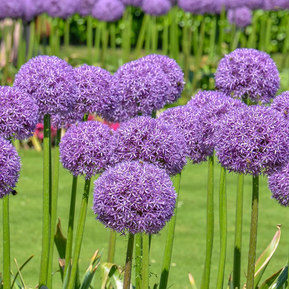 Ceapa Ornamentala (Allium) Globemaster, cu flori mov sferice - Image 9