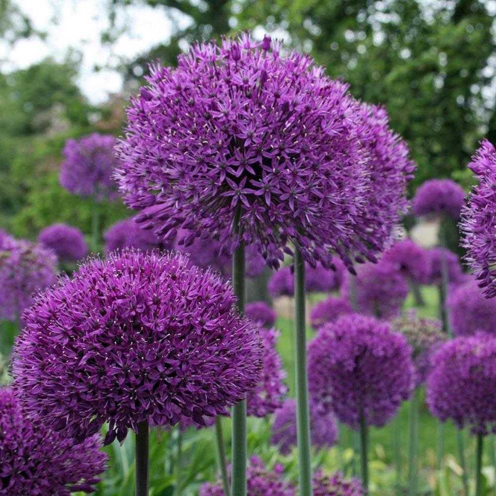 Bulbi Ceapa Ornamentala (Allium) Purple Sensation, cu flori sferice violet intens - Image 10