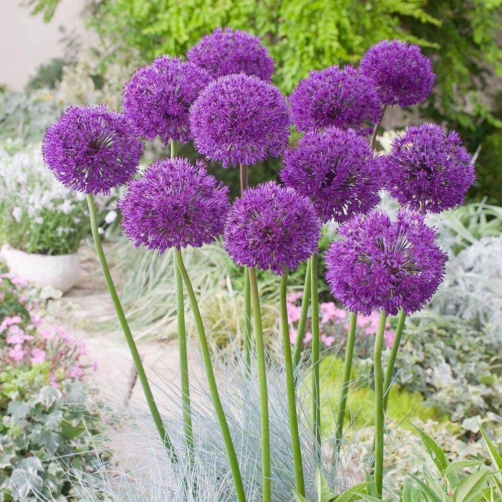 Bulbi Ceapa Ornamentala (Allium) Purple Sensation, cu flori sferice violet intens - Image 3